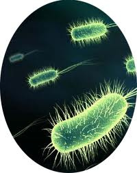 update on the synthetic human genome and many other applications of synthetic biology