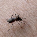 160 groups call for a moratorium on gene drives