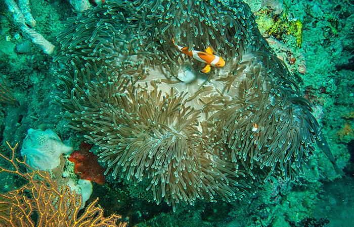 Picture of a coral reef. Canada can step up to help protect ecosystems by supporting the creation of the crime of ecocide.